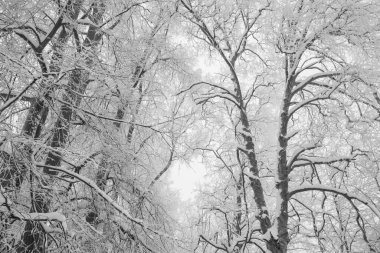 Kışın gri gökyüzüne karşı karda güzel ağaçlar.