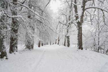 Ağaçların arasında karla kaplı güzel bir parkta kış yolu.