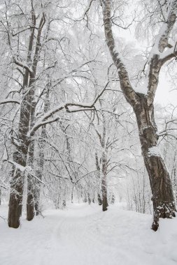 Ağaçların arasında karla kaplı güzel bir parkta kış yolu.