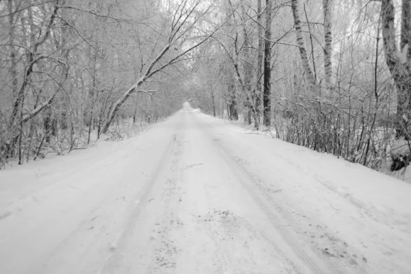 Väg Bland Snöiga Träd Vinter — Stockfoto