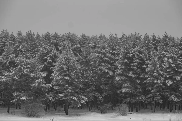 Güzel Kozalaklı Orman Kışın — Stok fotoğraf