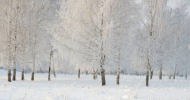 beautiful birch grove on a frosty winter day