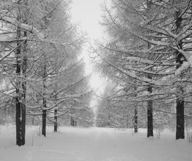 coniferous larches on a frosty winter day on the outskirts of the forest
