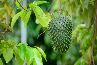Guanabana or soursop tree clipart