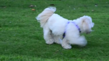 Köpekler oynuyor