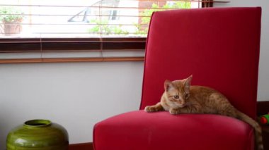 kedi kanepede