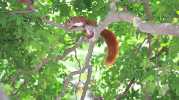 Squirrel — Stock Video