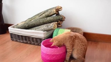 oynayan kedi.