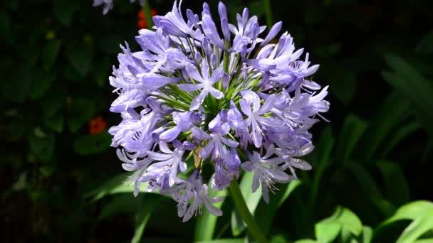 Agapanthus. — Stock Video