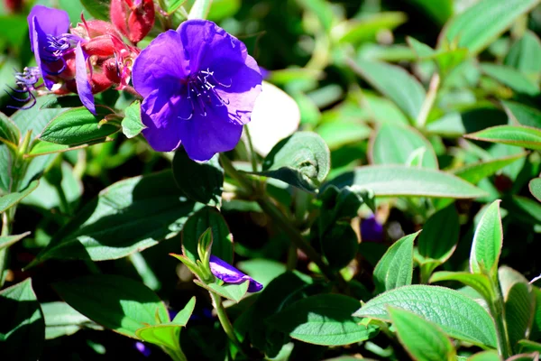 Flor roxa — Fotografia de Stock