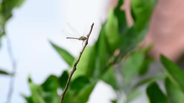 蜻蜓. — 图库视频影像