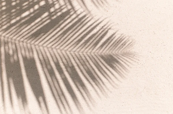 Palm listy stín pozadí — Stock fotografie