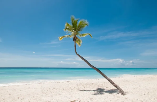 Palm Tree — Stock Photo, Image