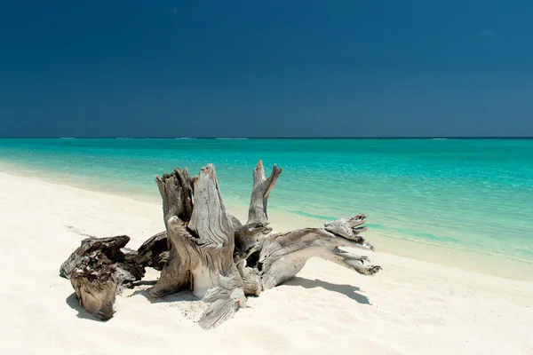 Ξυλεία driftwood — Φωτογραφία Αρχείου