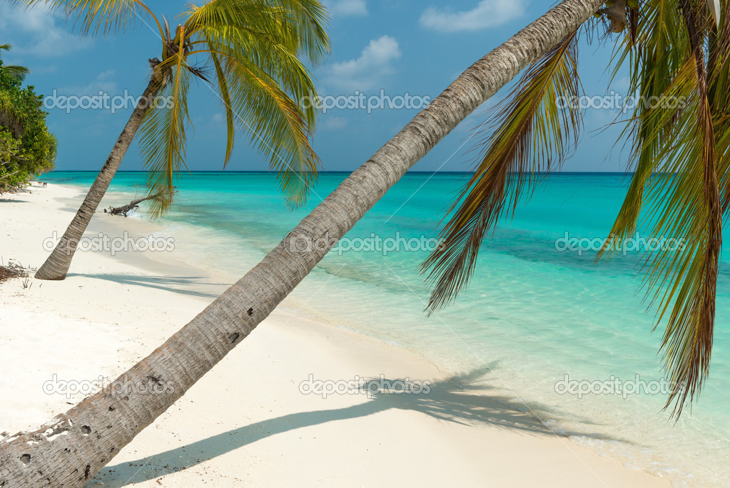 Beautiful tropical beach with palm trees