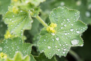 su yapraklara düşer.