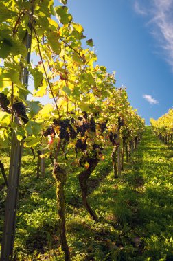 Vineyard Almanya