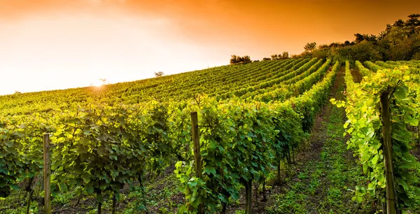 Pôr do sol em uma vinha em Hessen Alemanha — Fotografia de Stock