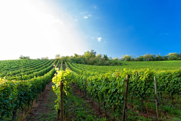 Coucher de soleil dans un vignoble en Hesse Allemagne — Photo