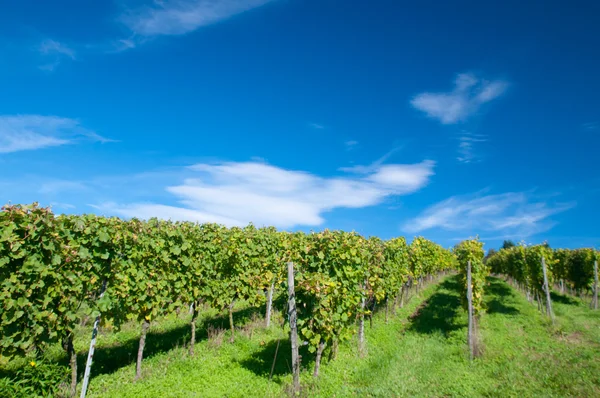 Winnica w Niemczech w kraju związkowym Hesja — Zdjęcie stockowe