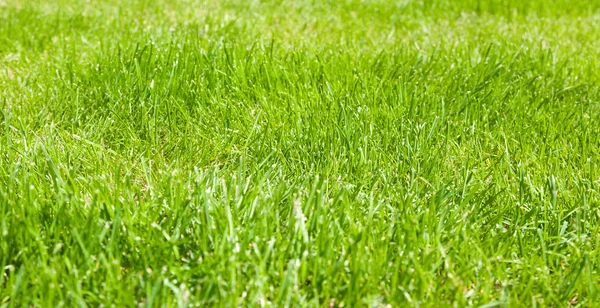 Fundo de grama verde na primavera — Fotografia de Stock