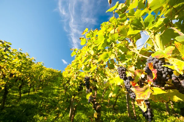 在 hessen 德国 wineyard — 图库照片