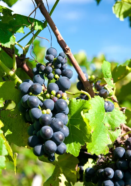 Uvas rojas en un viñedo alemán — Foto de Stock