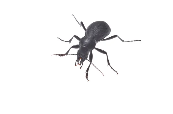 Ground beetle — Stock Photo, Image