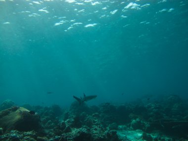 Sualtı köpekbalığı