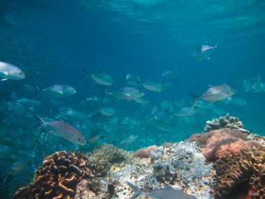 jackfish büyük okul