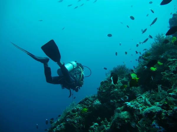 Potápění v moři — Stock fotografie