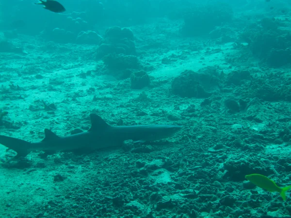 Tiburón bajo el agua — Foto de Stock