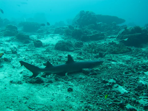 Shark underwater — Stock Photo, Image