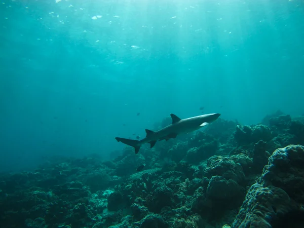 Tiburón bajo el agua — Foto de Stock