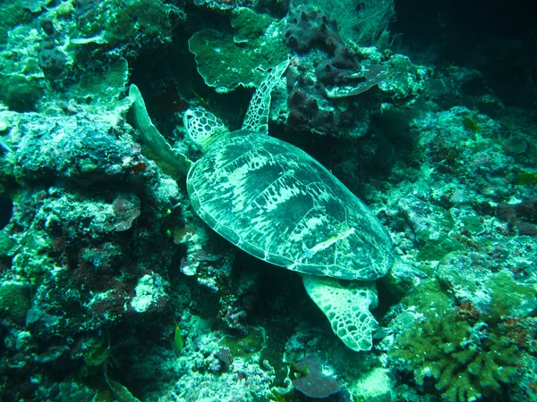 Zeeschildpad — Stockfoto