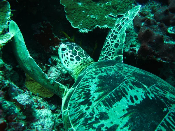 Schildkröte — Stockfoto