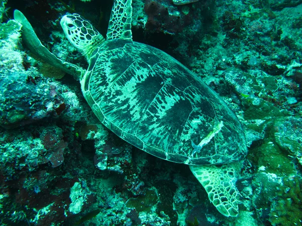 Zeeschildpad — Stockfoto