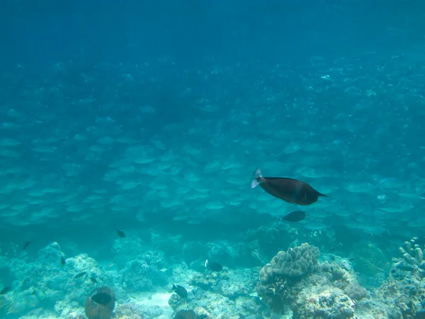 Hatalmas iskola jackfish — Stock Fotó