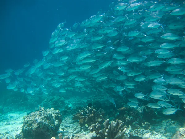 Huge school of jackfish — Stock Photo, Image