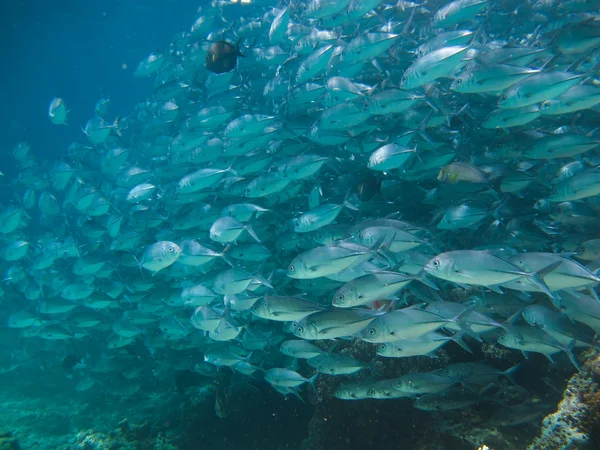 Huge school of jackfish — Stock Photo, Image