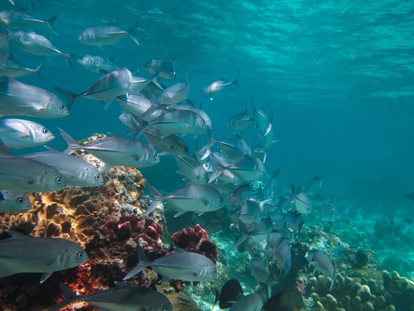 Huge school of jackfish — Stock Photo, Image