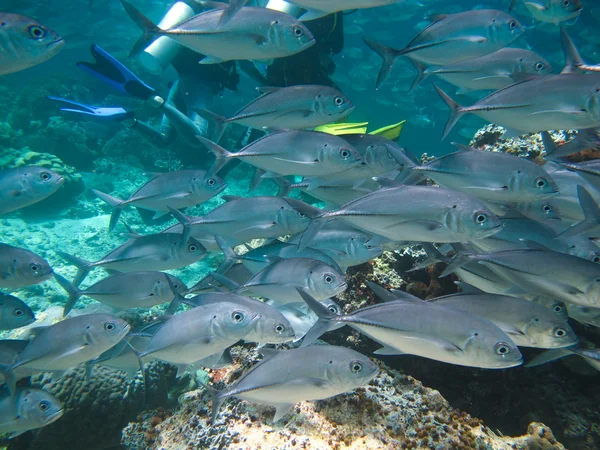 Huge school of jackfish — Stock Photo, Image