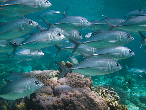 Huge school of jackfish — Stock Photo, Image