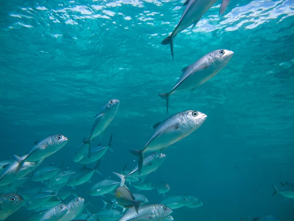 Huge school of jackfish — Stock Photo, Image