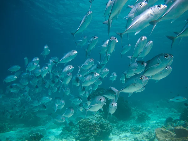 Huge school of jackfish — Stock Photo, Image