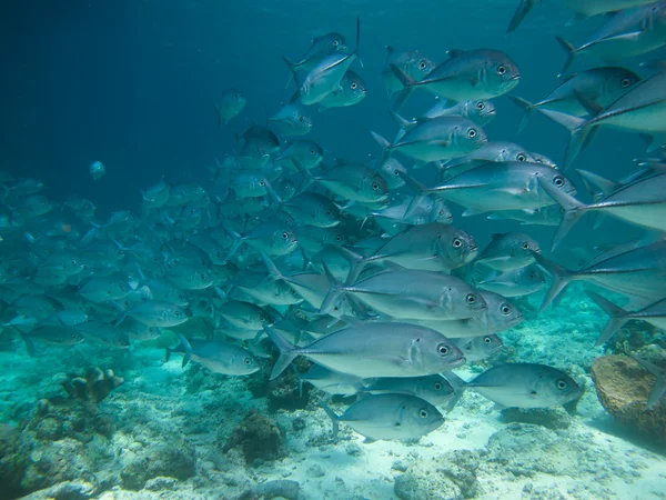 Huge school of jackfish — Stock Photo, Image