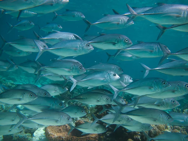 Enorme escuela de jackfish —  Fotos de Stock