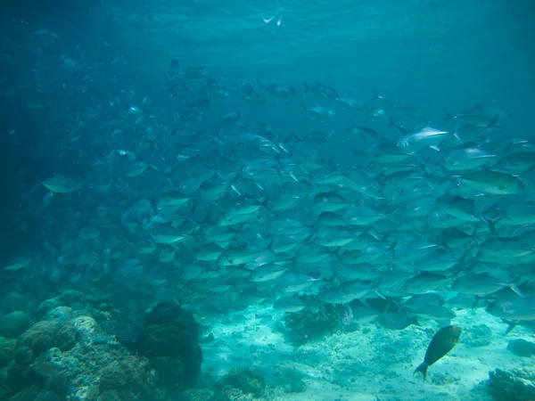 Pesci che nuotano in acqua di mare — Foto Stock