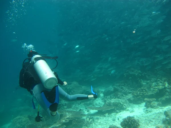 Buceo en el mar — Foto de Stock