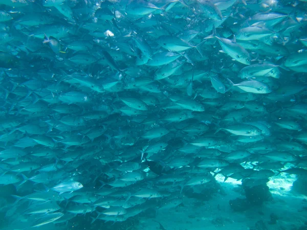 Huge school of jackfish — Stock Photo, Image